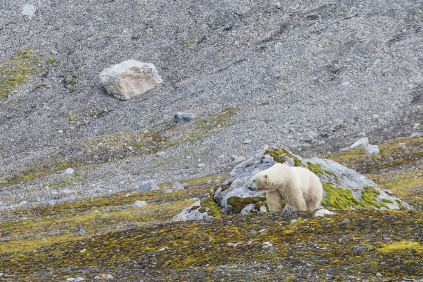 istock Polar bear on Svalbard in a natural environment. 1035342168
