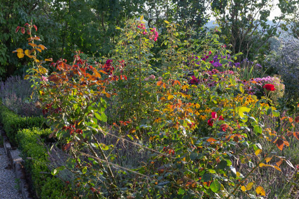 istock cottage garden flowers on a summer evening 1035342390