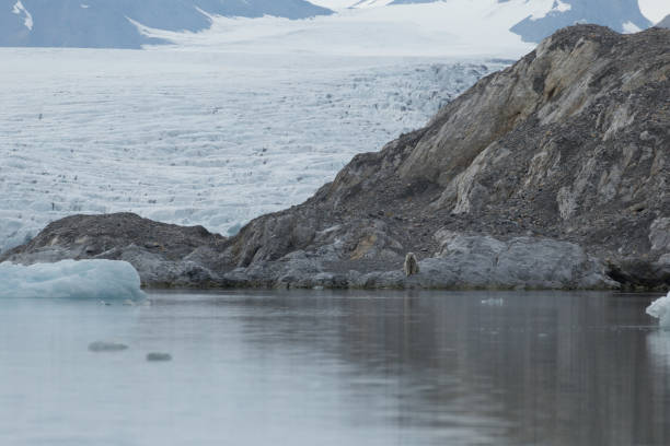 istock Polar bear on Svalbard in a natural environment. 1035344852
