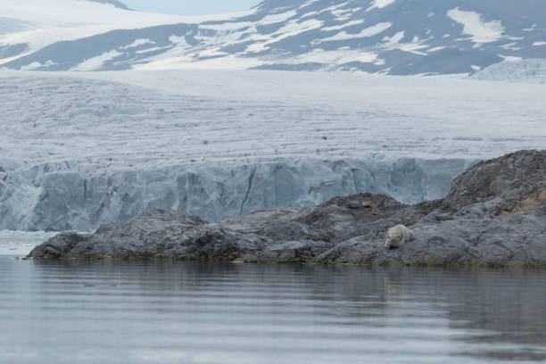 istock Polar bear on Svalbard in a natural environment. 1035347056