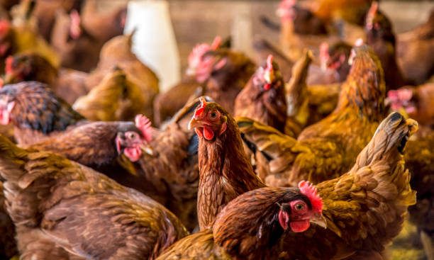 istock chicken creation farm animal 1035353470