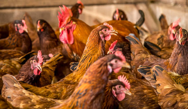 курица создания сельскохозяйственных животных - brown chicken стоковые фото и изображения