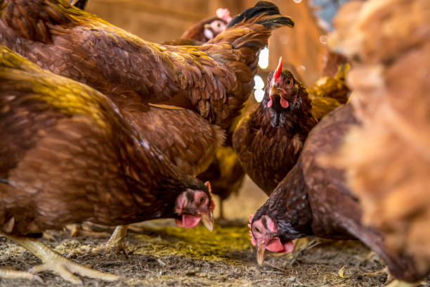 istock chicken creation farm animal 1035353696