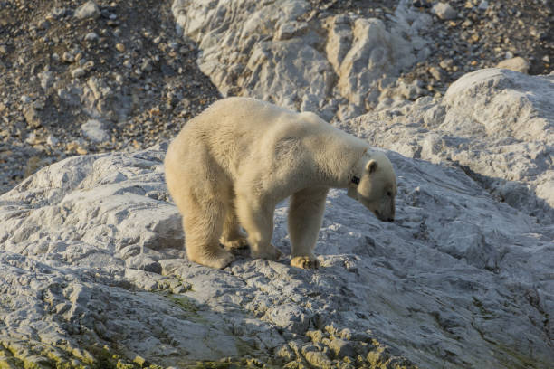 istock Polar bear on Svalbard in a natural environment. 1035353968