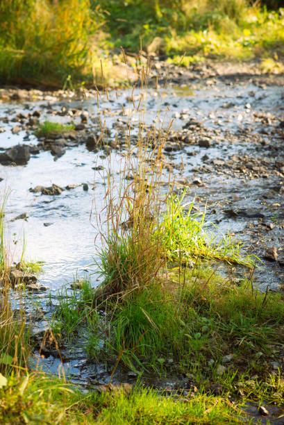 istock natural background: autumn landscape-forest stream with clear water in the sun 1035353998