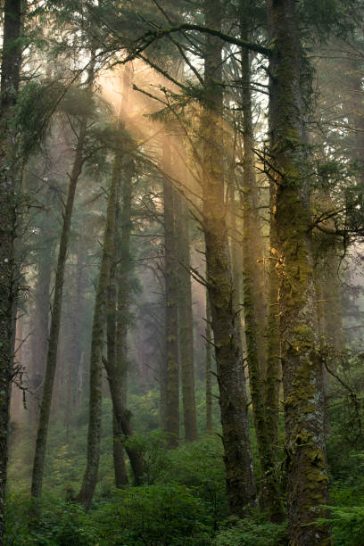 istock Sunbeams Through Foggy Forest on Oregon Coast 1035357234