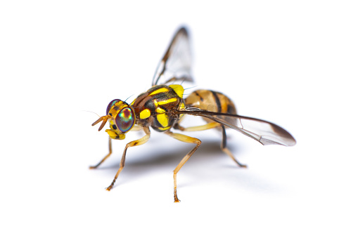 Ichneumonidae Ichneumon Wasp Insect. Digitally Enhanced Photograph.