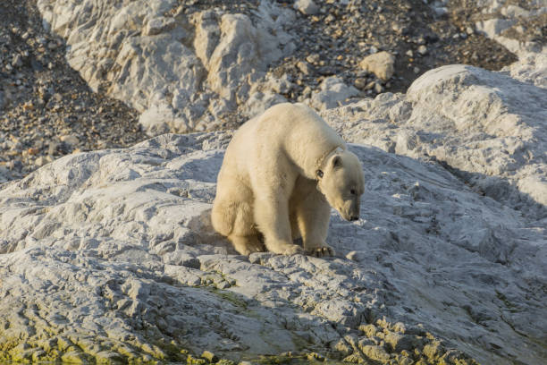 istock Polar bear on Svalbard in a natural environment. 1035357490