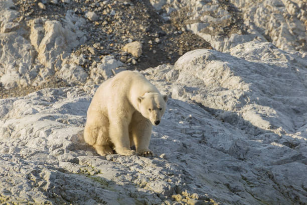 istock Polar bear on Svalbard in a natural environment. 1035359782