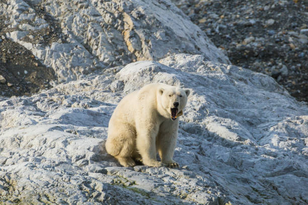 istock Polar bear on Svalbard in a natural environment. 1035359952