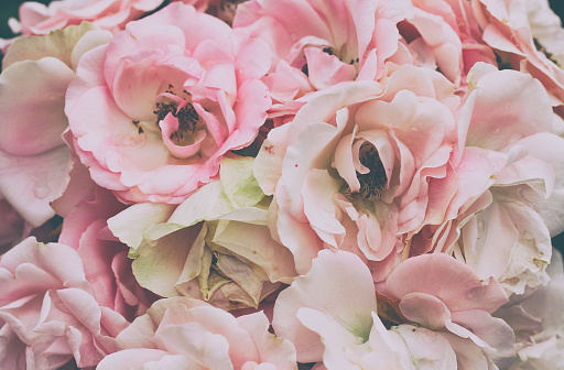 bouquet of delicate pink roses closeup, vintage style, pastel color