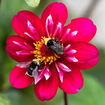Pink Dahlia Flower with a Bumble Bees in Oregon.