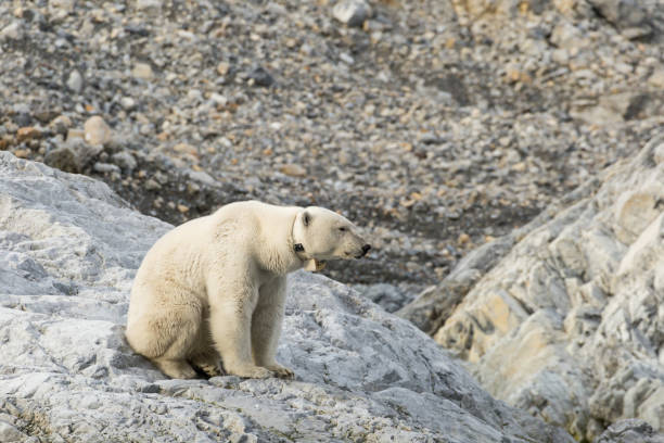 istock Polar bear on Svalbard in a natural environment. 1035362306