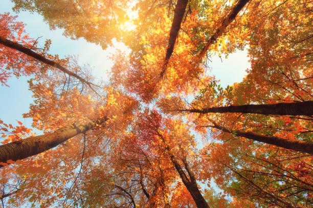 istock Colored autumn forest in warm sunlight, fall season outdoor scene 1035363078