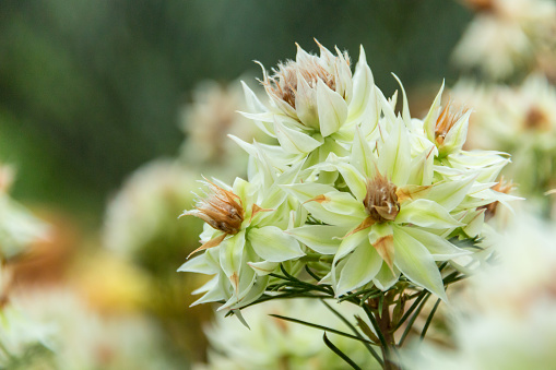 flower bud of a protea pincushion
