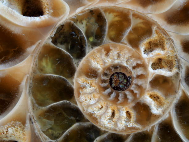 istock cutting of ammonite showing the spiral inside -3 1035377716