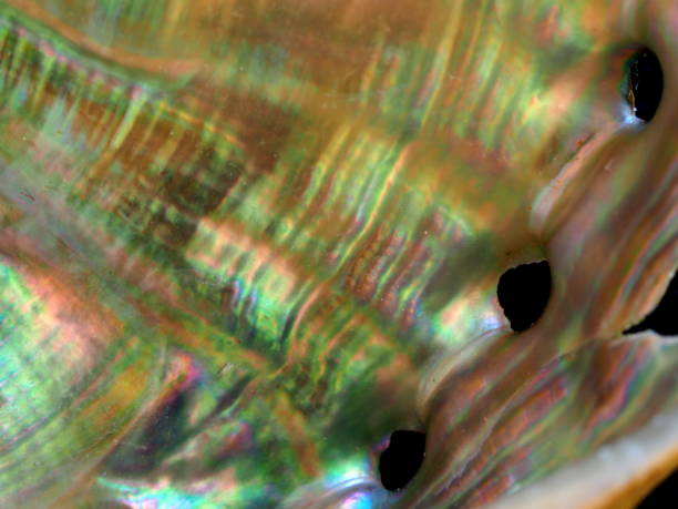 istock close-up of iridescent abalone - 3 1035377806