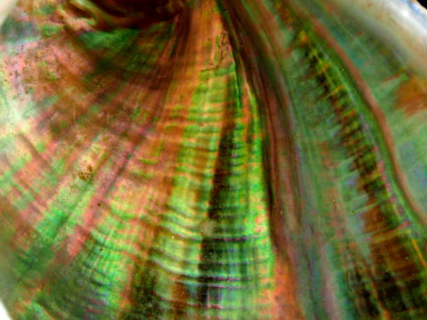istock close-up of iridescent abalone - 4 1035377836
