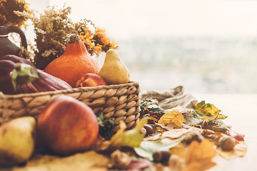 Hello Autumn. Pumpkin and vegetables in basket and colorful leaves with acorns and nuts on wooden table in sunny light. Bright Fall image. Harvest time. Happy Thanksgiving