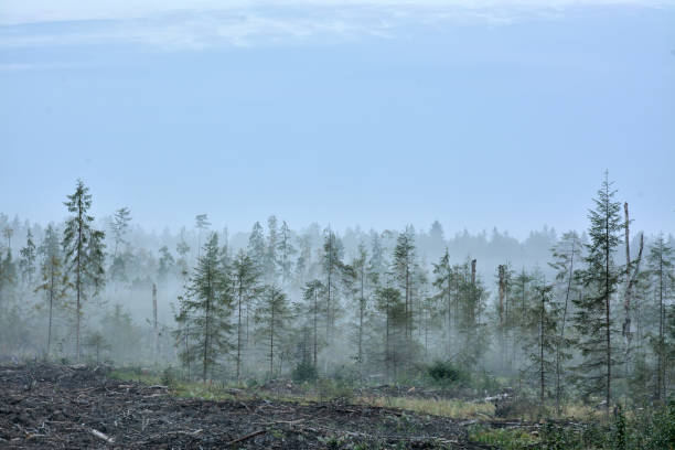 istock Fog on the forest felling 1035383282