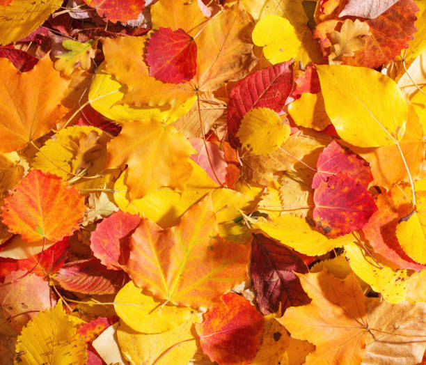 istock background of autumn leaves 1035383318