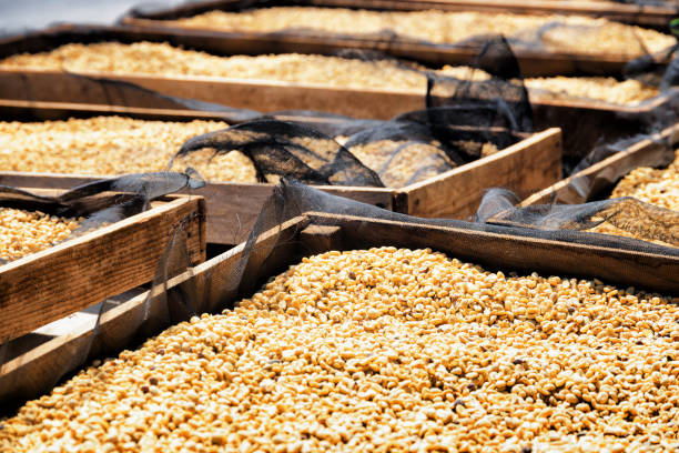 istock Coffee beans drying in the sun on wooden pallets 1035384170
