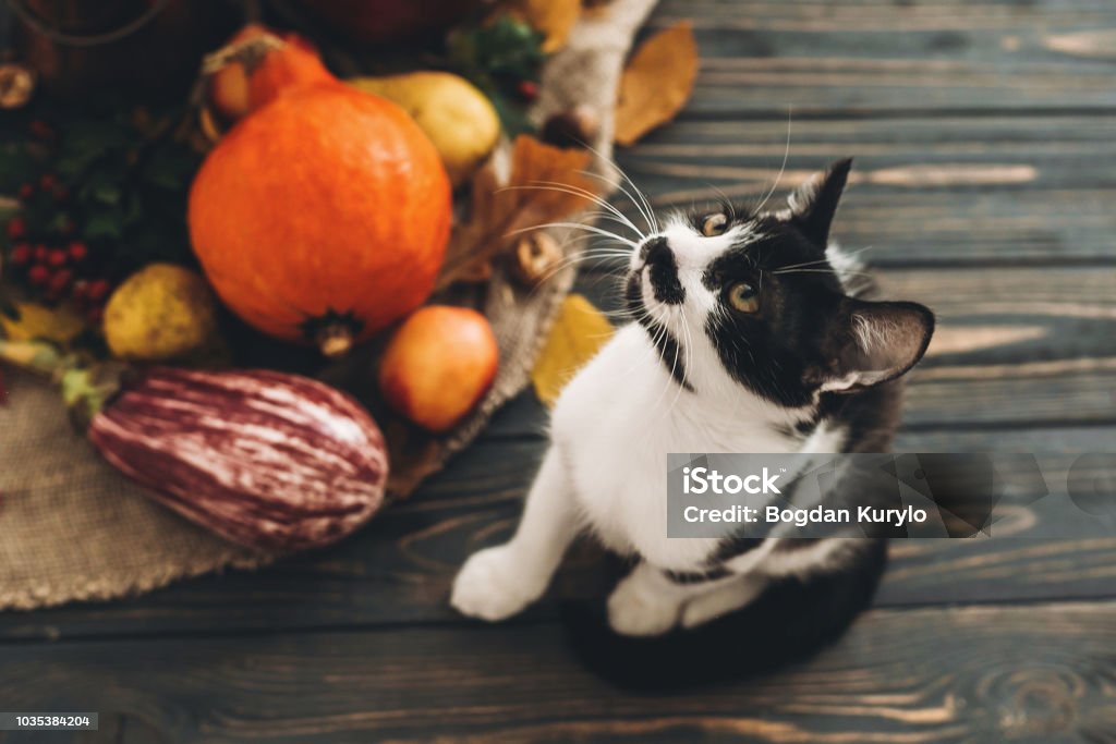 Happy Thanksgiving concept. Cute cat sitting at beautiful Pumpkin in light, vegetables on bright autumn leaves, acorns, nuts on wooden rustic table. Hello Autumn. Domestic Cat Stock Photo