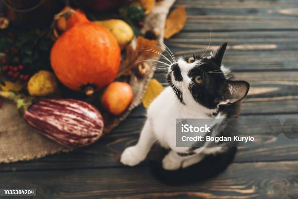 Happy Thanksgiving Concept Cute Cat Sitting At Beautiful Pumpkin In Light Vegetables On Bright Autumn Leaves Acorns Nuts On Wooden Rustic Table Hello Autumn Stock Photo - Download Image Now