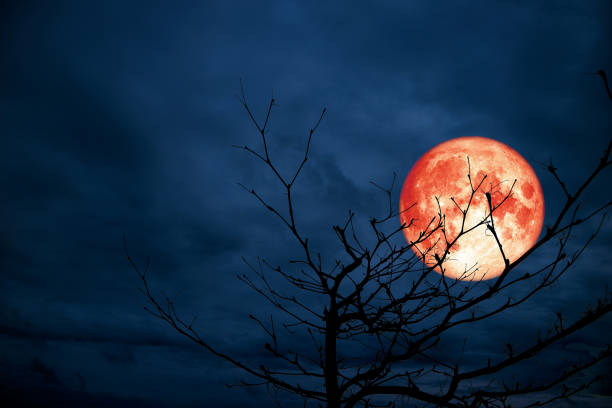 istock red moon back silhouette branch dry tree night blue cloud 1035384578