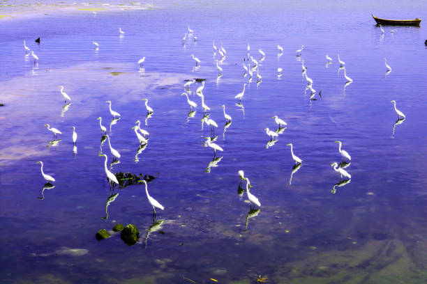 istock egrets stand and wait for fish crab shrimp and seafood flow by ebb tide 1035387190