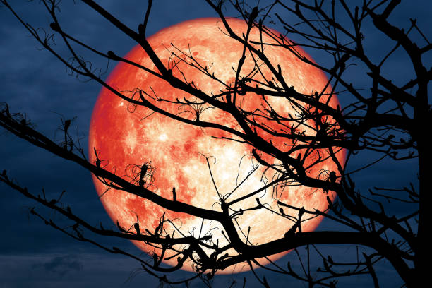 istock super full red blood moon back silhouette branch dry tree night blue cloud 1035387246