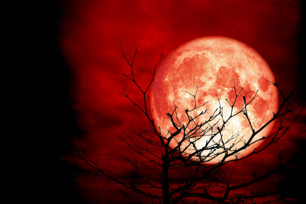 istock full red moon back silhouette branch dry tree red night sky 1035387306