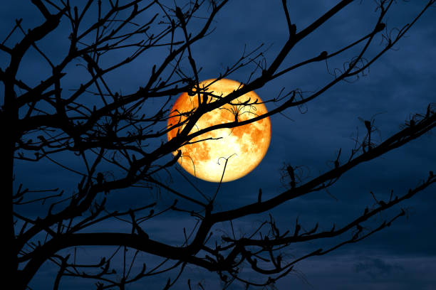 istock blood moon back silhouette branch dry tree night blue sky 1035387334