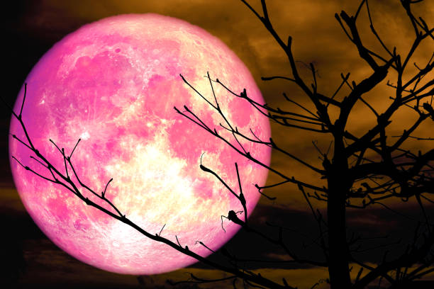 istock super pink moon back silhouette branch dry tree orange cloud 1035387604
