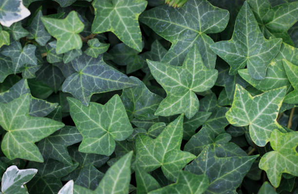 istock Green leaves texture, natural background 1035392302