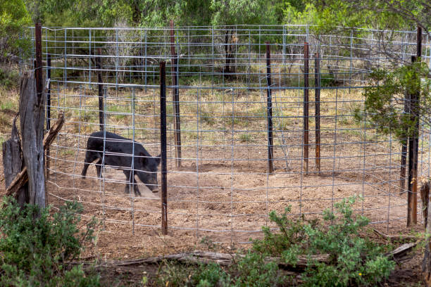 istock Wild pig in a trap on a farm in Australia. 1035393548
