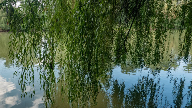 istock green willows in the park 1035397234