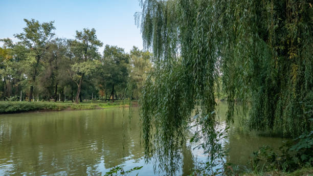 istock green willows in the park 1035397242