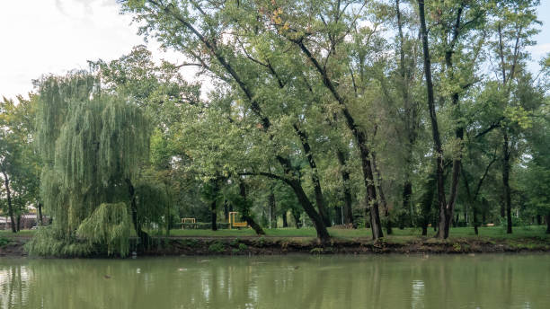 istock green willows in the park 1035397266