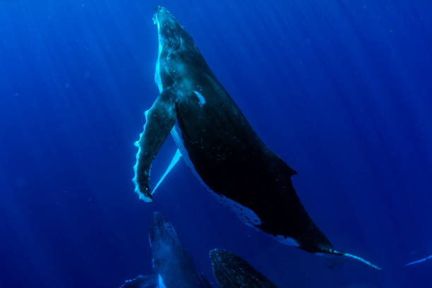 istock diving with Humpback whale underwater in Moorea French Polynesia 1035399780
