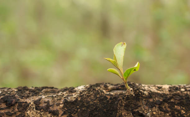 istock green tree sprout plants growing hope ecology on forest background 1035399828
