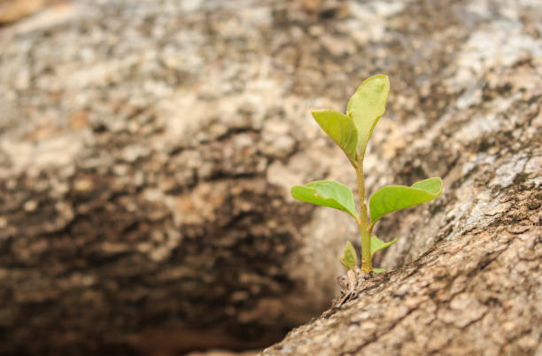 istock green tree sprout plants growing hope ecology on forest background 1035399852