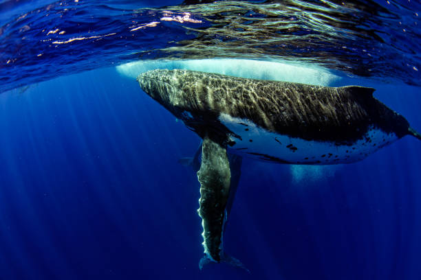 istock diving with Humpback whale underwater in Moorea French Polynesia 1035399884