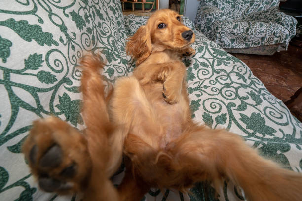 istock puppy dog cocker spaniel relaxing and sleeping on a sofa 1035400534