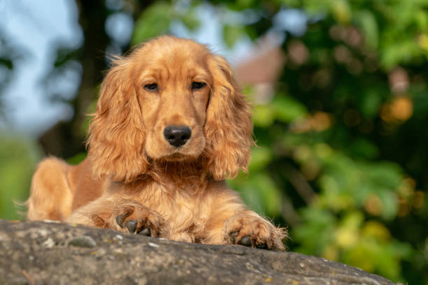 istock puppy dog cocker spaniel portrait on grass 1035400868