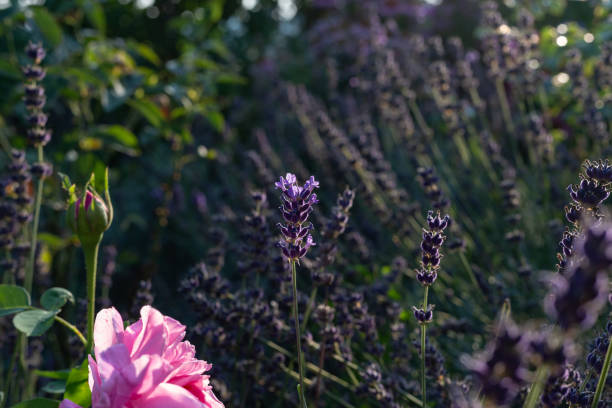 istock close look at cottage garden flowers 1035402720