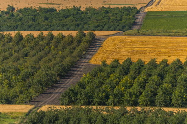 istock Orchards. Green fields. Agricultural landscape. 1035403738