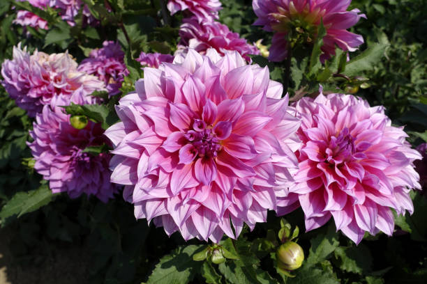 istock Dahlias, flowers. 1035407116