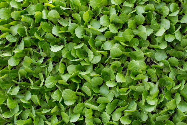 istock Green leaves as a nature background 1035407798