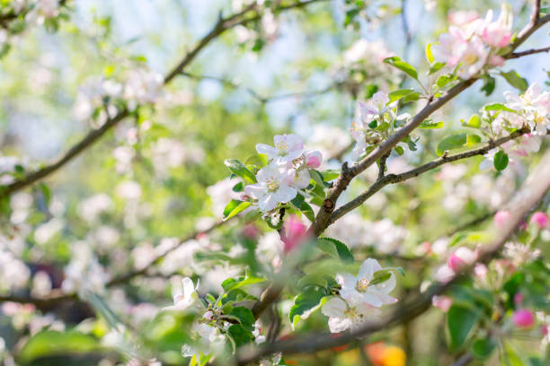istock Pink blooms of apple tree with blurred background. Spring flowers on Easter sunny day. Selective focus. Space for text 1035410674